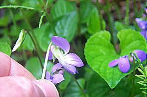 Click Here For Larger Version Of Image Of Viola cucullata Side View  2001, Gary W. Sherwin for The American Violet Society  See Alowable Use.