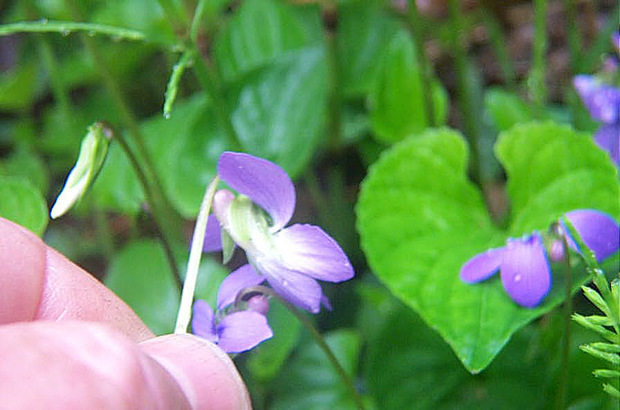 Image of side of Viola cucullata  2001 Gary W. Sherwin, For The American Violet Society. See Allowable Use.