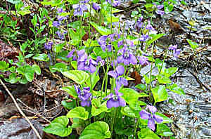 Click Here For Larger Version Of Image Of Viola cucullata Stem View  2001, Gary W. Sherwin for The American Violet Society  See Alowable Use.