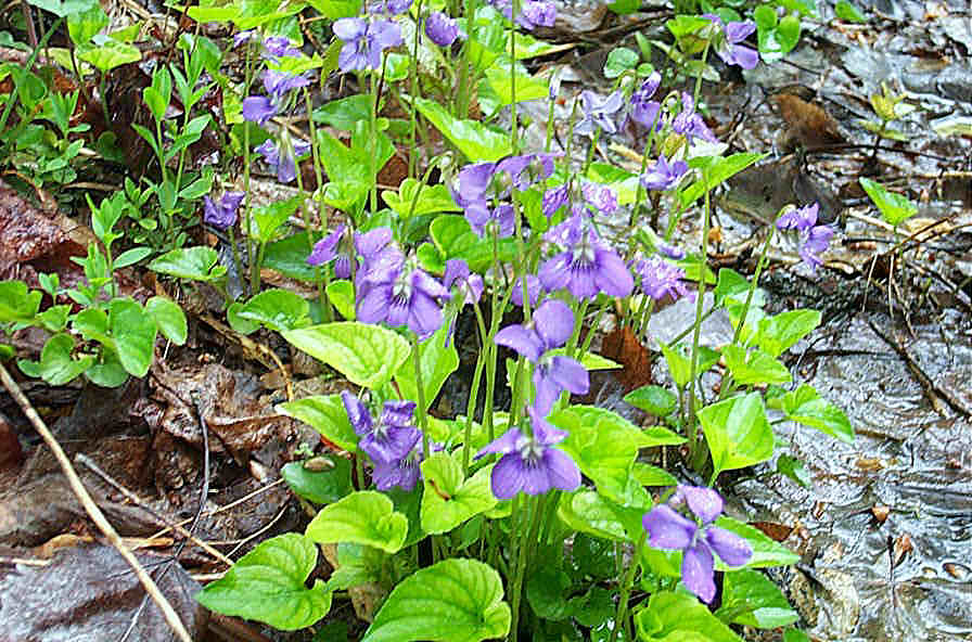 Image of stem of Viola cucullata  2001 Gary W. Sherwin, For The American Violet Society. See Allowable Use.