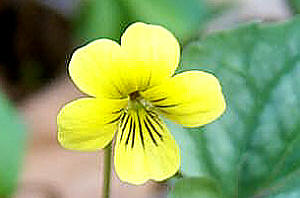 Click Here If The Flower Is Yellow