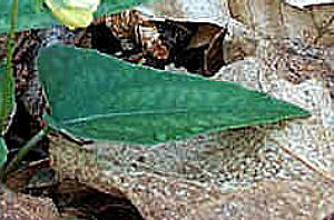 Click Here If The Leaves Are Longer Than Wide Or Arrow-Shaped