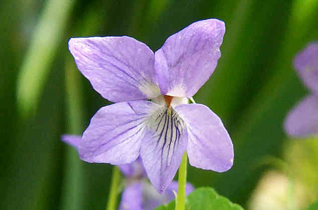 Click Here If The Lateral Petals Are Bearded.