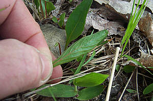 Click Here If The Leaves Are Long With A Tapered Base