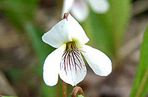 Click Here If The Flower Is White with Colored Veins