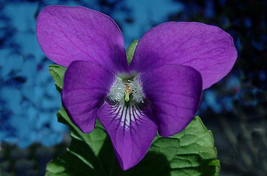 Image of face of Viola odorata  2001 Hazel L. Topelski, For The American Violet Society. See Allowable Use.