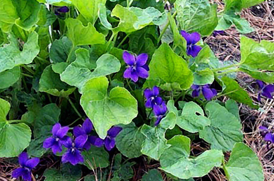 Image of Viola odorata Growth Habit  2004 Susan Polan, For The American Violet Society. See Allowable Use.