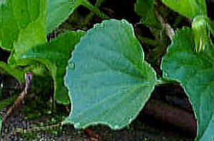 Click Here If The Leaves Are As Broad As Long Or Wider