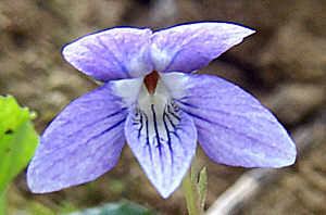 Click Here If The Lateral Petals Are NOT Bearded.