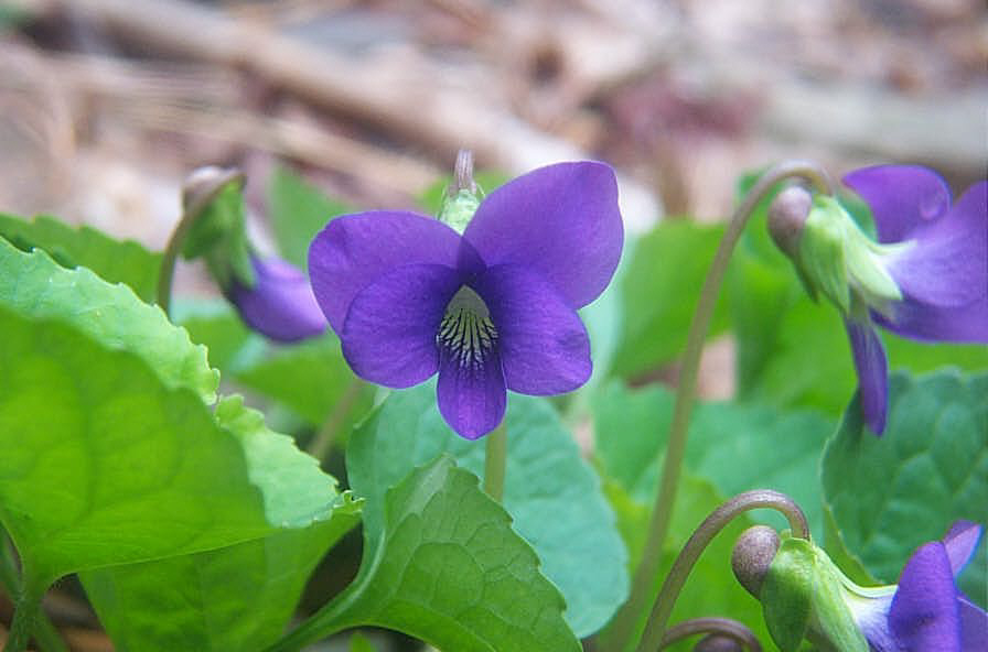 Image of face of Viola sororia  2001 Gary W. Sherwin, For The American Violet Society. See Allowable Use.