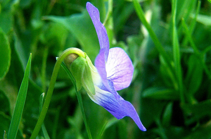 Image of side of Viola sororia  2001 Gary W. Sherwin, For The American Violet Society. See Allowable Use.