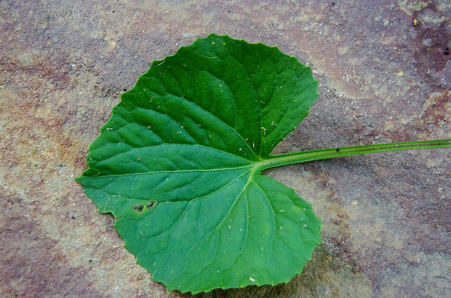 Image of stem of Viola sororia  2001 Gary W. Sherwin, For The American Violet Society. See Allowable Use.