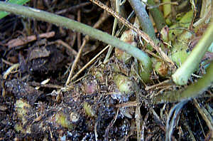 Click Here If The Plant Has  A Rhizome