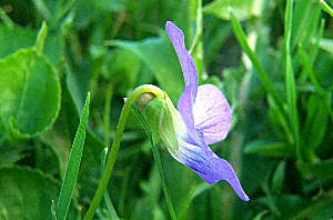 Click Here If The Flower's Spur Is Shorter Than Thick