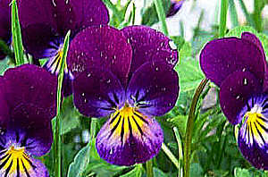 Click Here If The Flower Is Yellow-Orange To Purple