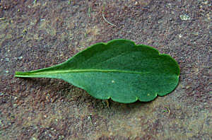 Click Here If The Leaves Have 3 Or More Indentations