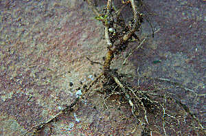 Click Here If The Plant Has A Slender Tap Root