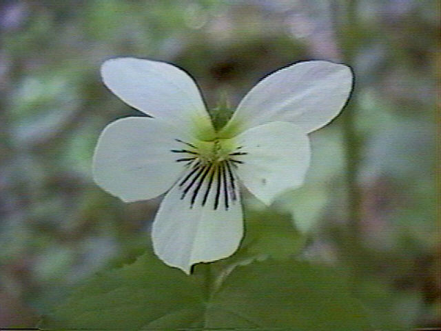 Viola Canadensis IMAGE