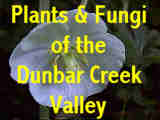 Visit Gary W. Sherwin's Plant and Fungi Guide