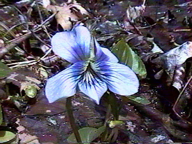 Image of Blue Marsh Violet