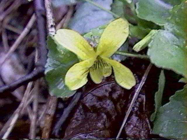 Image of Smooth Yellow Violet