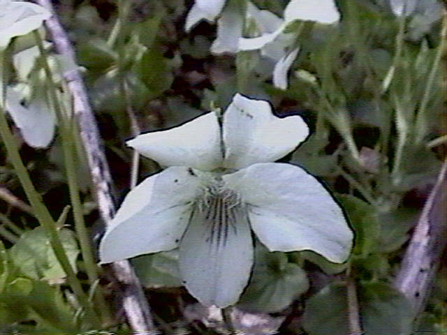 Image of Striped Creamy Violet