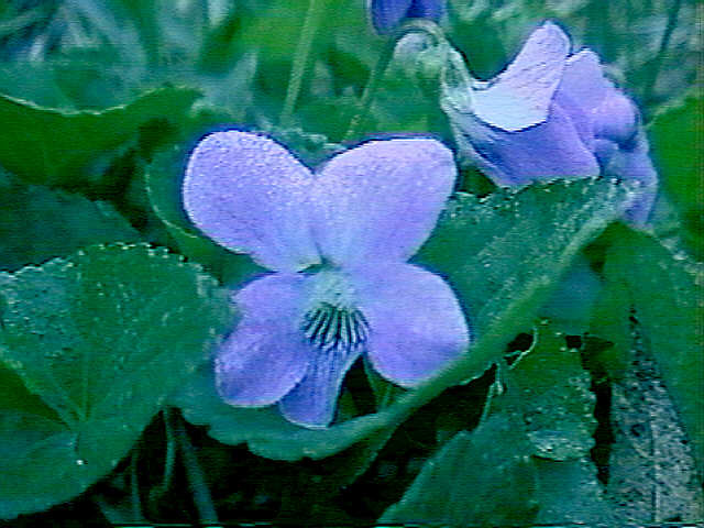 Image of American Dog Violet (Viola conspersa)