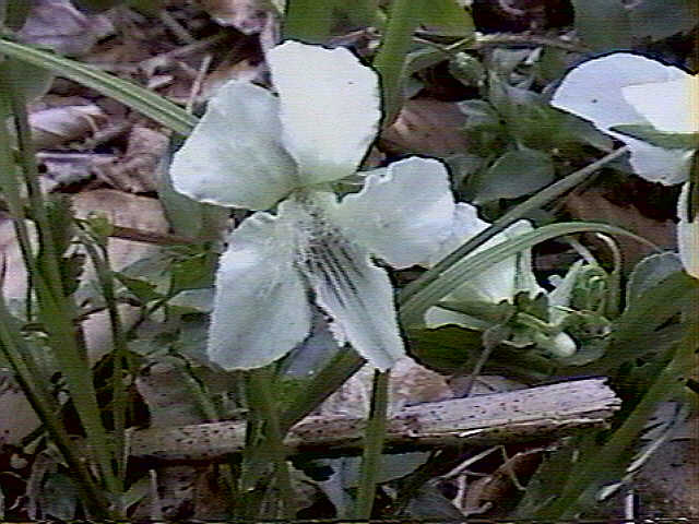 Image of: Bearded White Violet Viola incognita.