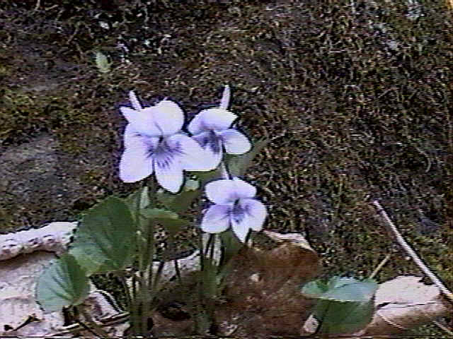 Viola rostrata IMAGE