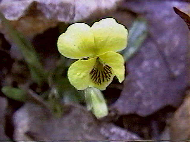 Viola rotundifolia IMAGE