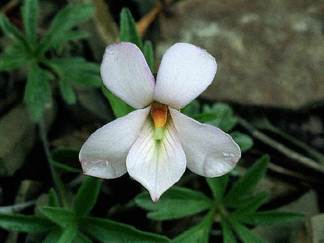 Image of White Birdsfoot Violet