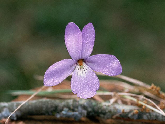 Image of Arrow Leaved Violet